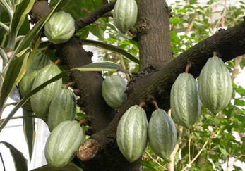 Cacao Tree
